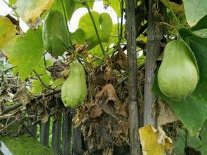 感冒可以吃土耳瓜吗,感冒期间的天然食疗佳品