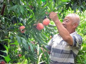 顺平某乐园吃瓜,吃瓜群众揭秘欢乐背后的秘密