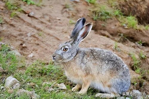 今日头条收野兔子,收野兔子背后的生态保护与人文关怀