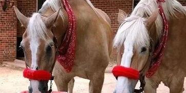 喂马吃瓜,探寻农耕生活中的趣味时光