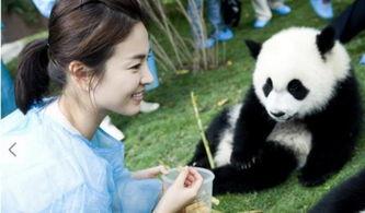 熊猫抱明星,跨越国界的友谊瞬间