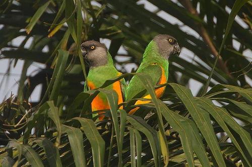 今日头条鹦鹉爬楼视频,萌宠挑战高楼极限