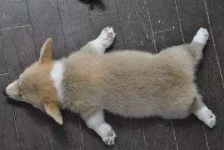 头条宠物睡姿图片大全男,萌宠们的“梦乡”瞬间