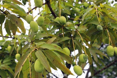 云南芒市吃瓜,云南芒市的夏日美味之旅