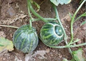 谁在北方露着腰 吃瓜,露腰吃瓜，尽享夏日清凉