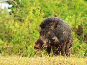 黄头小野猪吃瓜,黄头小野猪的夏日瓜果盛宴