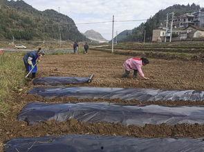 坡贡坝区新闻头条,聚焦重大发展动态，共话区域繁荣新篇章