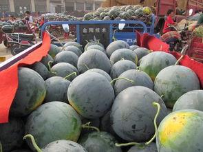 吃瓜人的吃瓜感悟,吃瓜人的感悟与启示