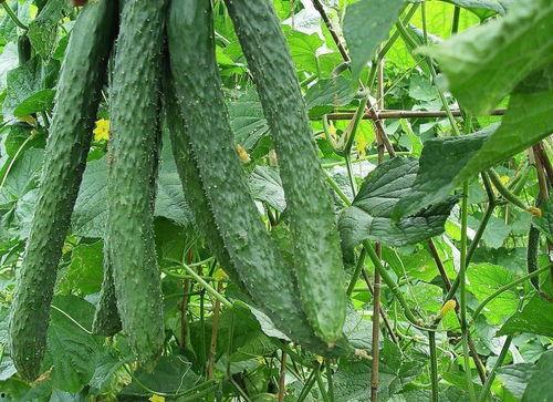 吃瓜每日一看,揭秘娱乐圈幕后故事