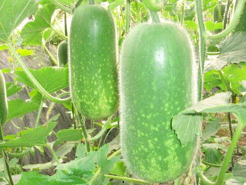 吃瓜产品,品味夏日清凉新风尚