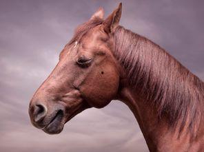 明星与动物拍照英文
