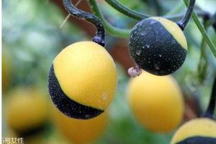 吊瓜花怎么吃啊