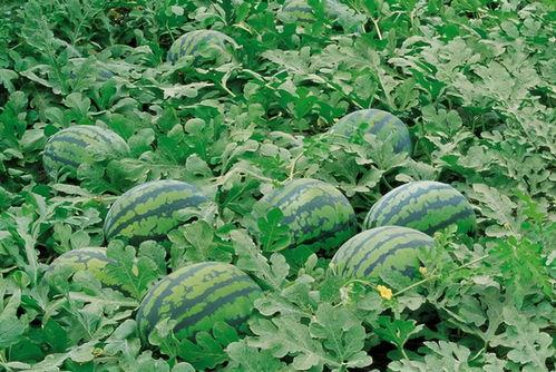 桑植本地吃瓜群,趣味横生的生活点滴