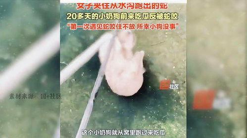 吃瓜被蛇咬,一场意外引发的惊险经历