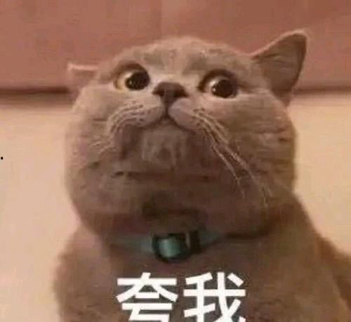 网红长嘴猫表情包,萌态可掬的网红萌宠